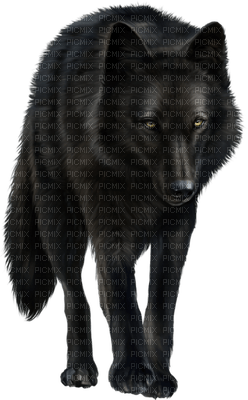 wolf bp - 免费PNG