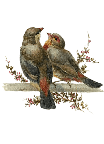 Vögel, birds - PNG gratuit
