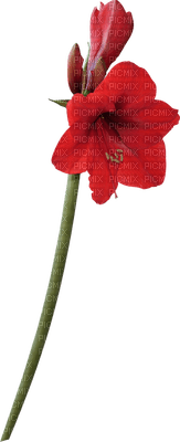 flowers anastasia - Free PNG