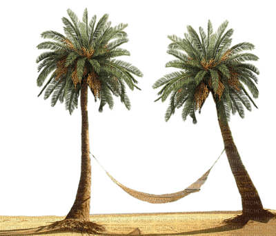 palmier - nemokama png