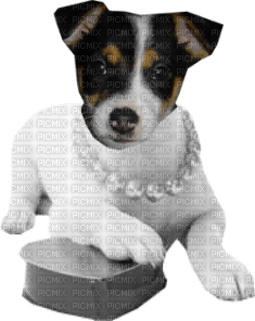 Kathleen Reynolds Dog Pup - png gratis