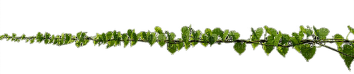 leaves decor - 免费PNG