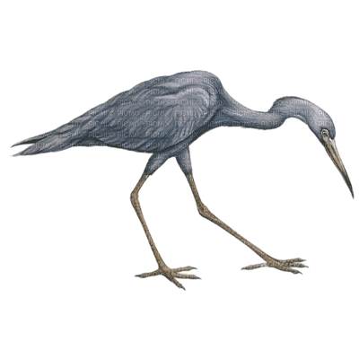 heron - Free PNG