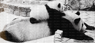 panda - Ingyenes animált GIF