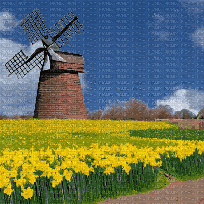 Windmill & Daffodils - Безплатен анимиран GIF