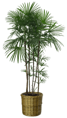 patricia87 plante - Free PNG
