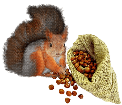 écureuil - PNG gratuit