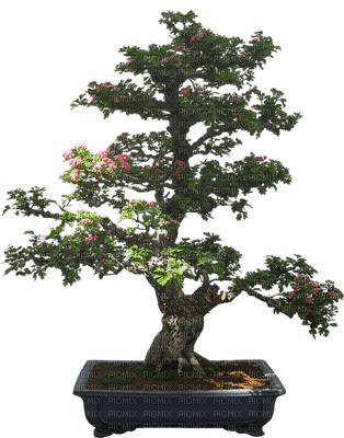 trees bonsai bp - zdarma png