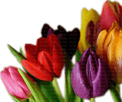 tulipan - png ฟรี