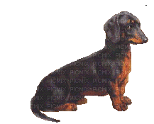 Chien.Perro.dog.Victoriabea - Free animated GIF