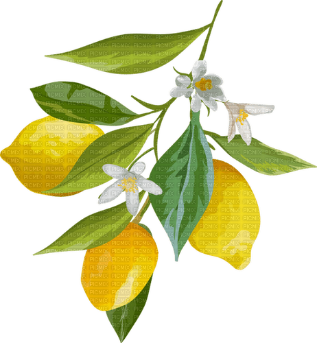 Lemon tree Bb2 - png grátis