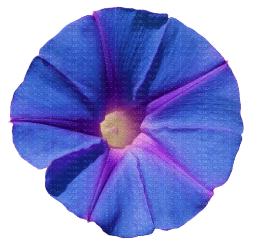 morning glory - kostenlos png