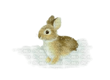 rabbit - ingyenes png