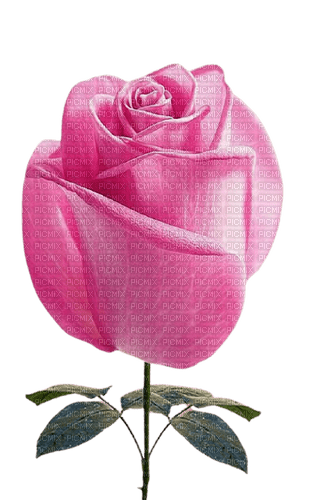 pink rose - png grátis