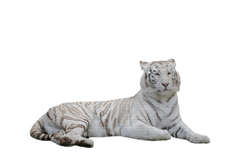 whie tiger sit - Free PNG