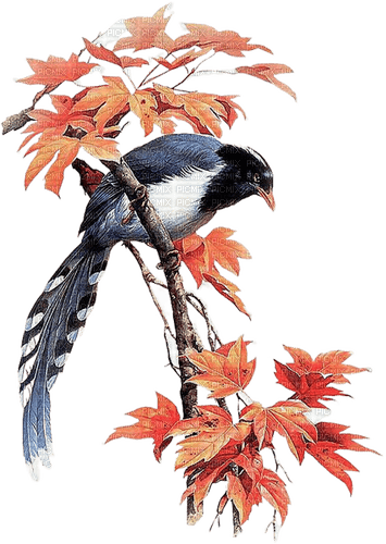 Autumn.Bird.Oiseau.Automne.Branch.Victoriabea - PNG gratuit
