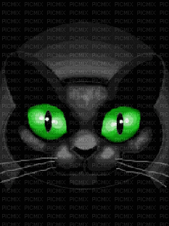 CHAT NOIR - Free animated GIF
