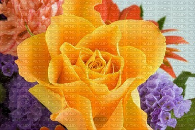 rose jaune - gratis png