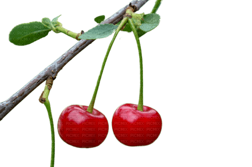 cherry,tree - Free PNG