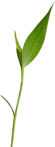 Kaz_Creations Green-Leafs - 免费PNG