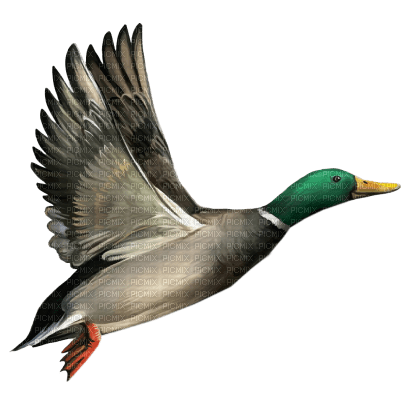 duck - фрее пнг