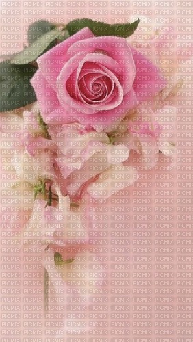 Rose 💓 - By StormGalaxy05 - darmowe png