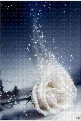 rosa bianca - GIF animé gratuit