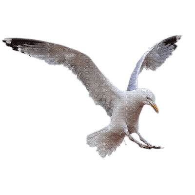 seagull - 免费PNG