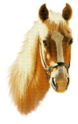 Kaz_Creations Animals Horses Horse - besplatni png