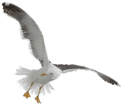 Mouette.S - zdarma png