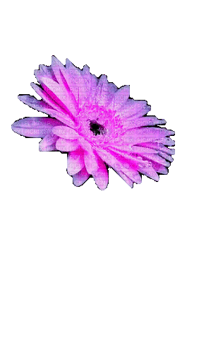 Цветок - GIF animé gratuit