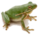 Kaz_Creations Frog - zadarmo png
