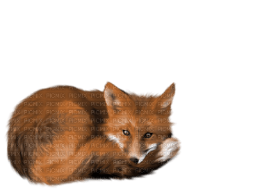 fox - gratis png