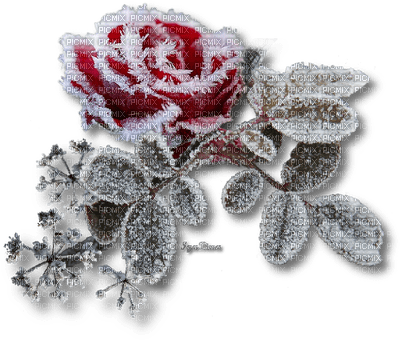 Zima kwiat - 免费PNG