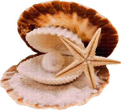 coquillage.Cheyenne63 - Free PNG