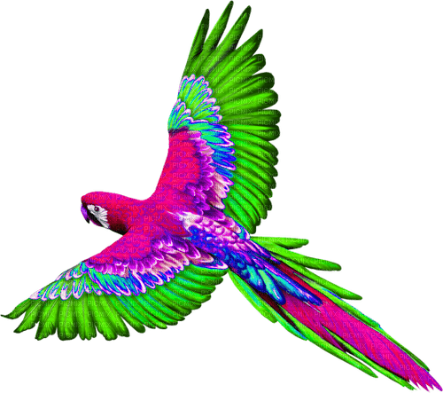 Parrot.Pink.Green.Blue - 免费PNG