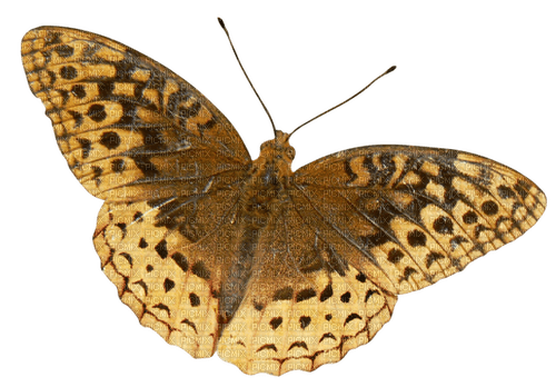 autumn deco butterfly kikkapink png sepia - ingyenes png