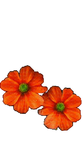 Цветок - Gratis animeret GIF
