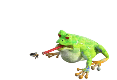 sammakko, frog - kostenlos png