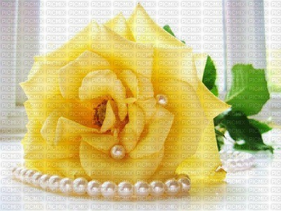 roses/pearls bp - nemokama png