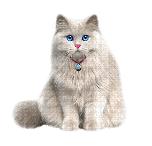 Chat Blanc :) - 免费PNG