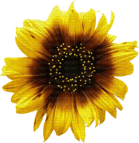 Kaz_Creations Deco Flowers Sunflower Flower - δωρεάν png