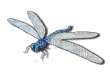 Dragonfly katrin - Bezmaksas animēts GIF