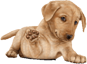 dog hund milla1959 - Ücretsiz animasyonlu GIF