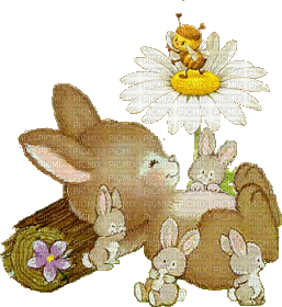 MMarcia  gif coelho  rabbit mignon - GIF animado gratis