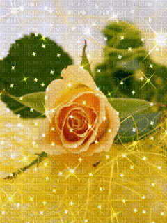 MMarcia gif rosas amarelas fundo - GIF animado gratis
