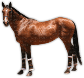 horse katrin - darmowe png