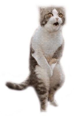 funny cat chat - zdarma png