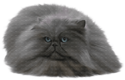 Kaz_Creations Animals Cat Kitten - 免费PNG