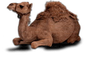 camel bp - png grátis